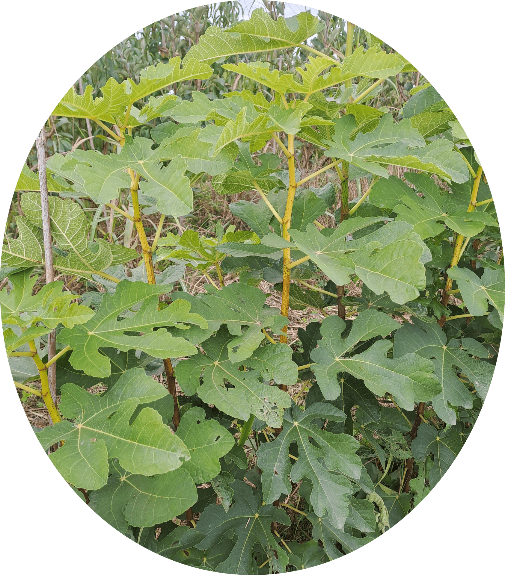 Figuier 'Panachée' (Ficus carica) - Kellypepiniere