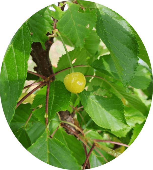 Cerisier Trompe geai