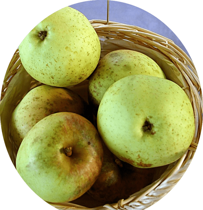 Pommier Belle fleur jaune