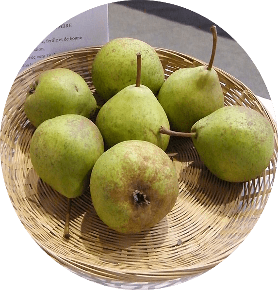 Poirier Sucrée de Montluçon
