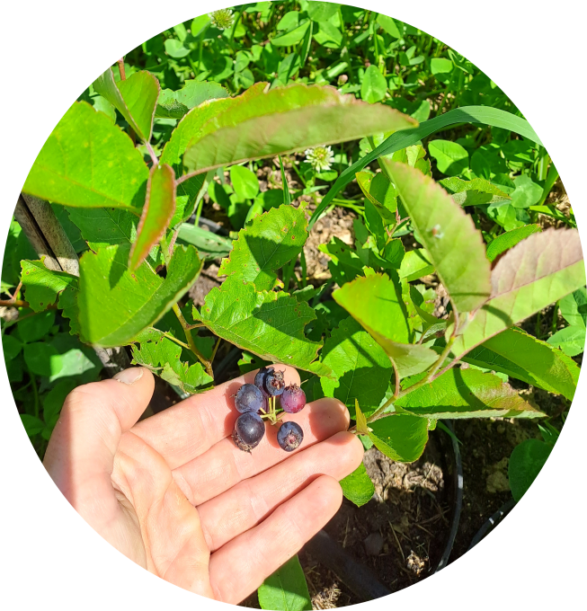 Amélanchier 'Sleyt' (Amélanchier alnifolia)