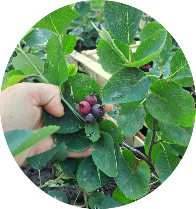 Amélanchier 'Smoky' (Amélanchier alnifolia)