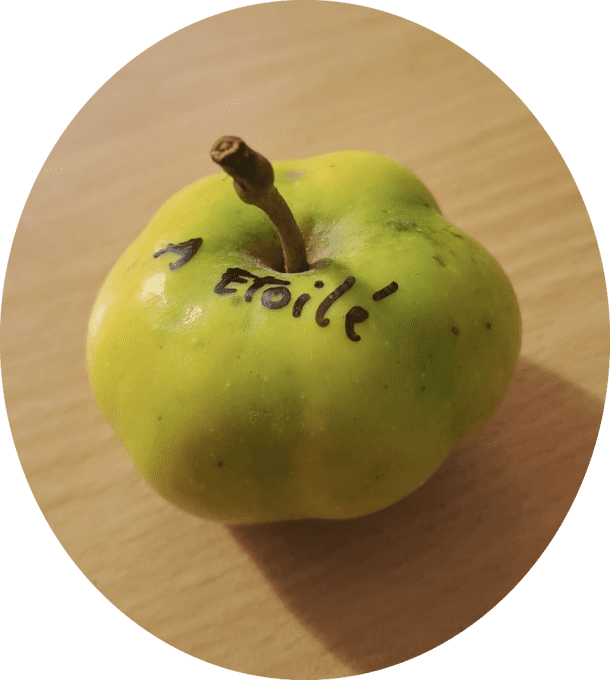 Pommier Api étoilé