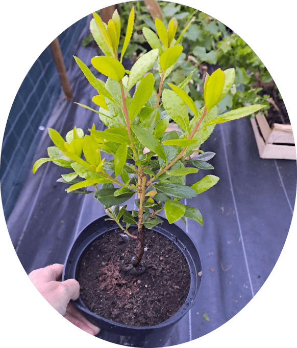 Arbousier 'compacta' (Arbutus unedo)
