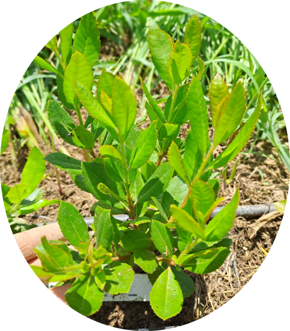 Arbousier 'atlantic' (Arbutus unedo)