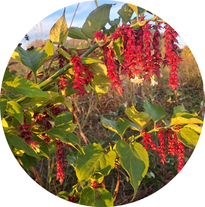 Arbre aux faisans (Leycesteria formosa)