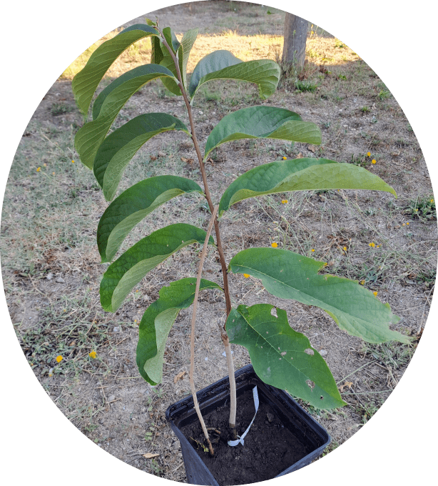 Asiminier greffé 'prima'