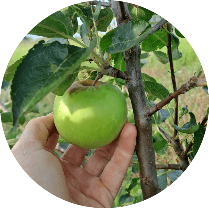 Pommier Bouscasse de brès