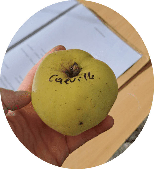 Pommier Calville blanc d'hiver