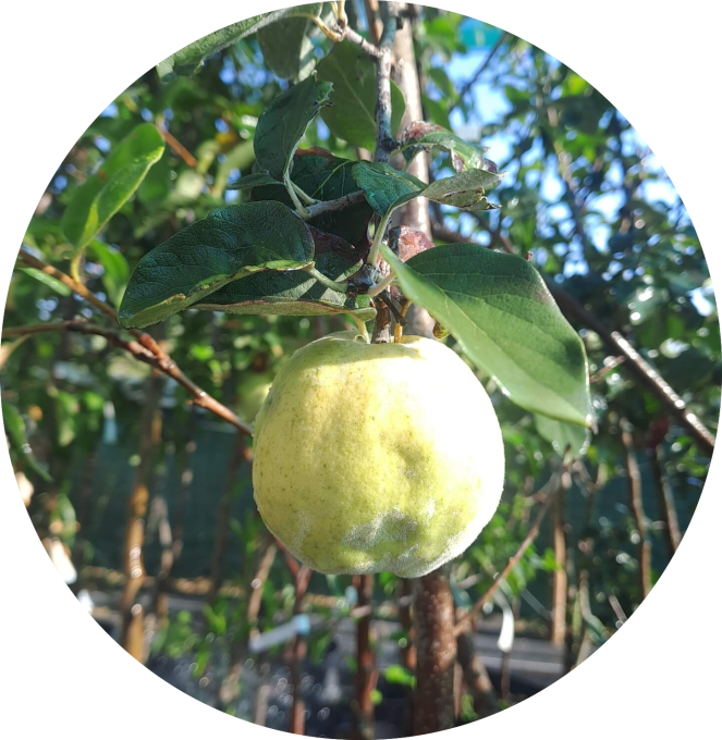 Cognassier 'Aromatnaya'