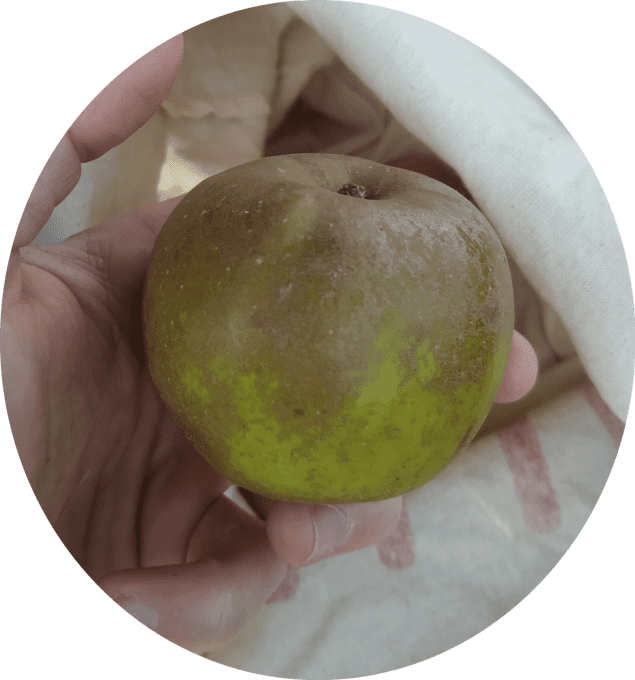 Pommier Court pendu gris