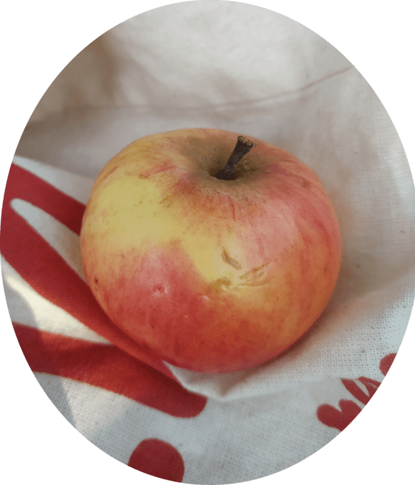 Pommier Court pendu rouge