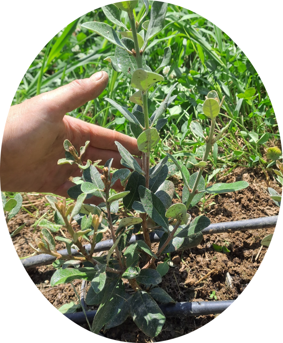 Feijoa Mammoth (Acca sellowiana)