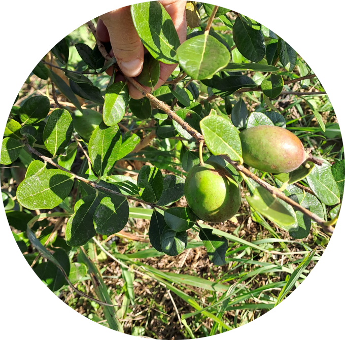 Feijoa Coolidge (Acca sellowiana)