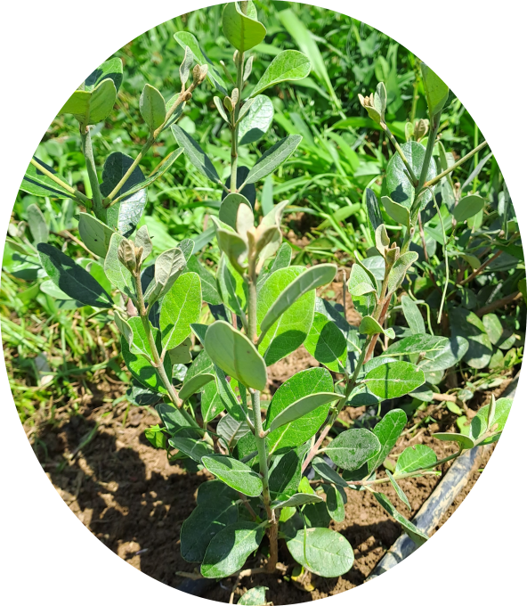 Feijoa Coolidge (Acca sellowiana)