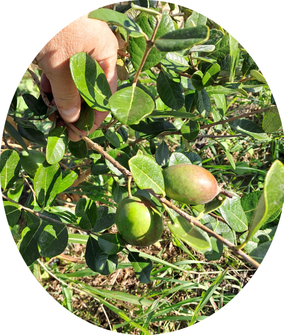 Feijoa Coolidge (Acca sellowiana)