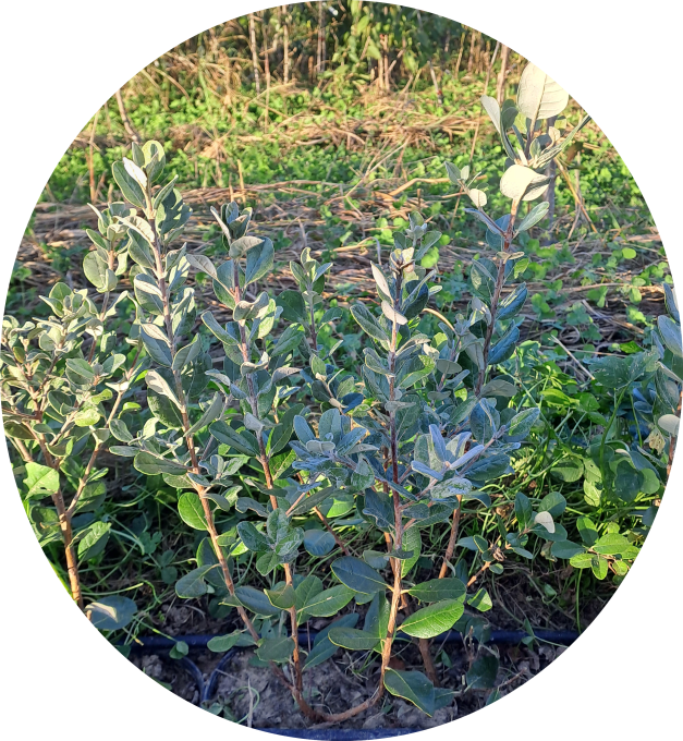 Feijoa Mammoth (Acca sellowiana)