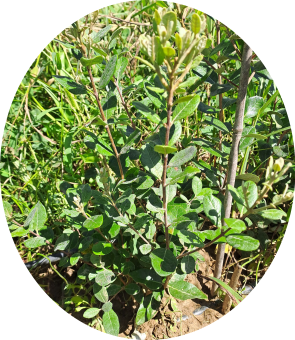 Feijoa Triumph (Acca sellowiana)