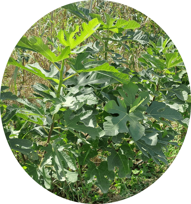 Figuier de 'Dalmatie' (Ficus carica)