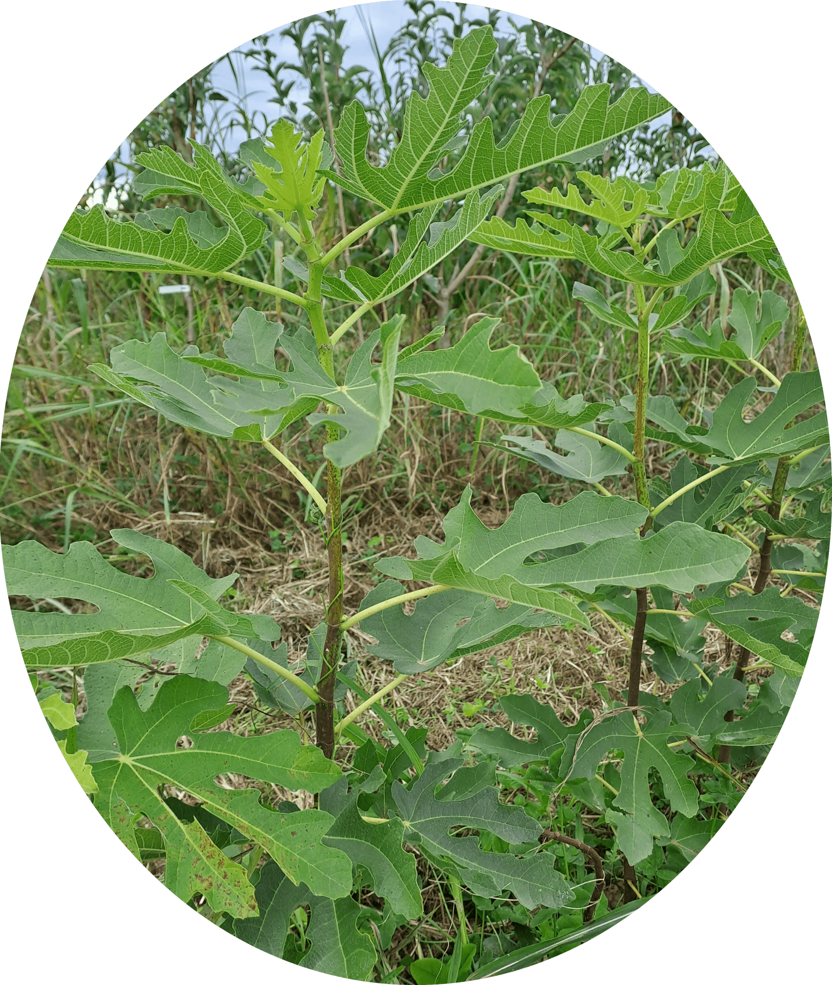 Figuier 'Goutte d'or' (Ficus carica)