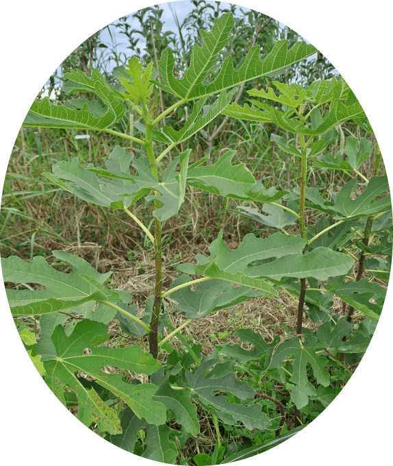Figuier 'Goutte d'or' (Ficus carica)