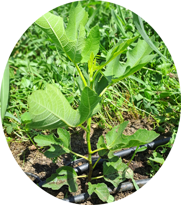 Figuier 'Goutte d'or' (Ficus carica)