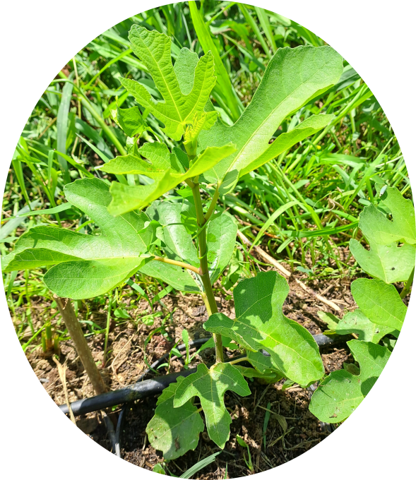 Figuier 'noire de Bellone', 'de Nice' ou 'Sultane' (Ficus carica)