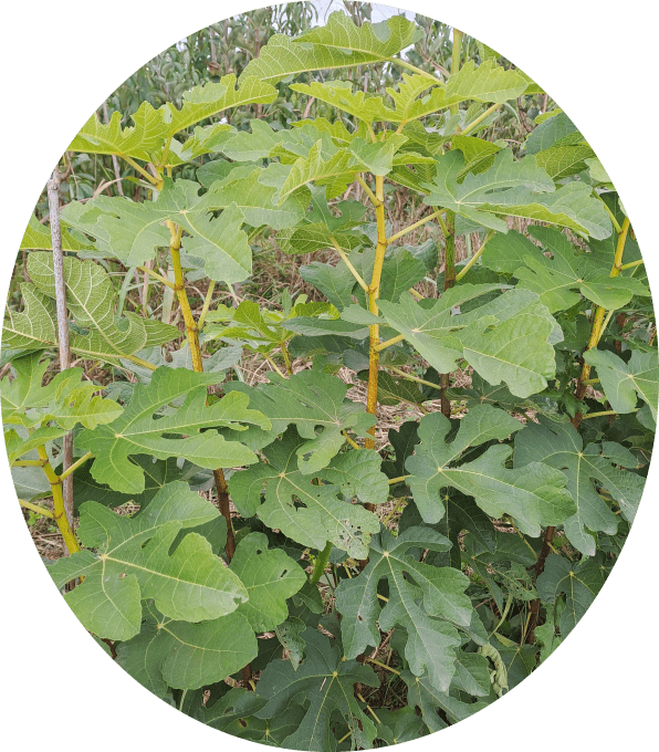 Figuier 'Panachée' (Ficus carica)
