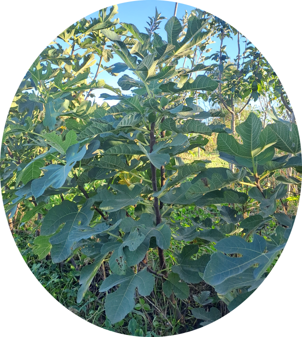 Figuier 'rouge de bordeaux' ou Pastilière (Ficus carica)