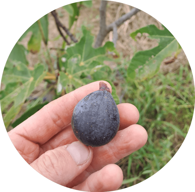 Figuier 'noire de Bellone', 'de Nice' ou 'Sultane' (Ficus carica)