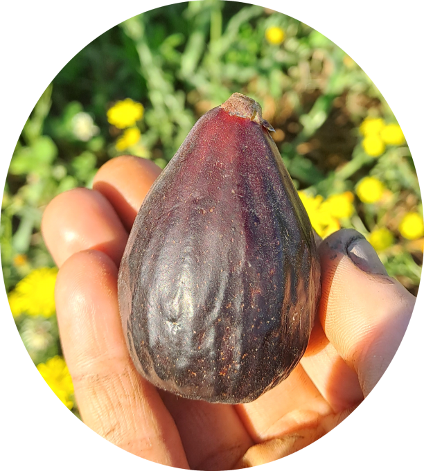 Figuier 'noire de Bellone', 'de Nice' ou 'Sultane' (Ficus carica)