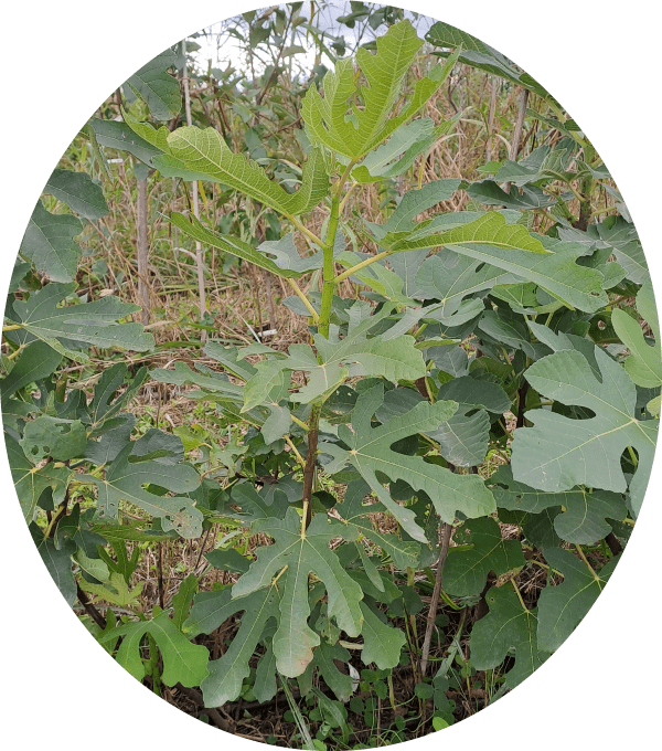 Figuier 'noire de Bellone', 'de Nice' ou 'Sultane' (Ficus carica)