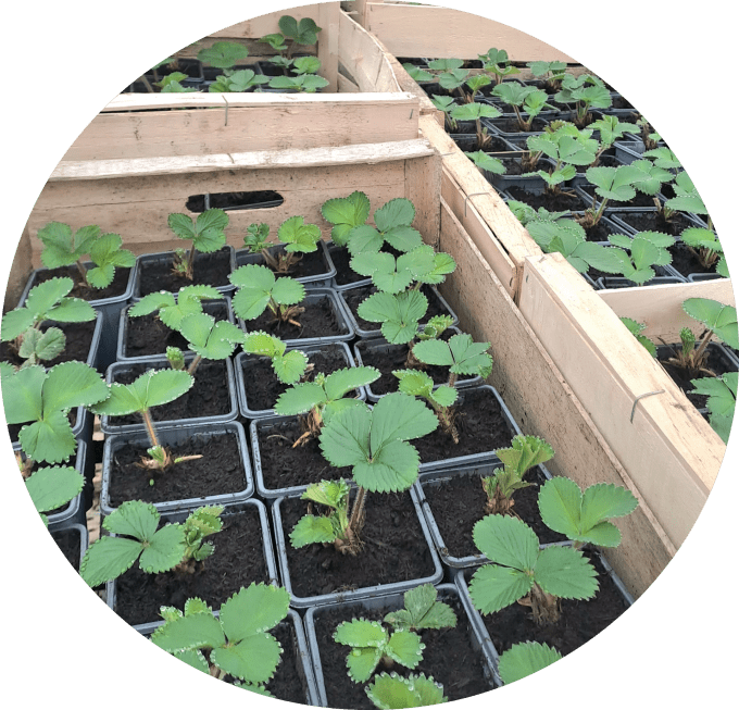 Fraisier 'ciflorette'