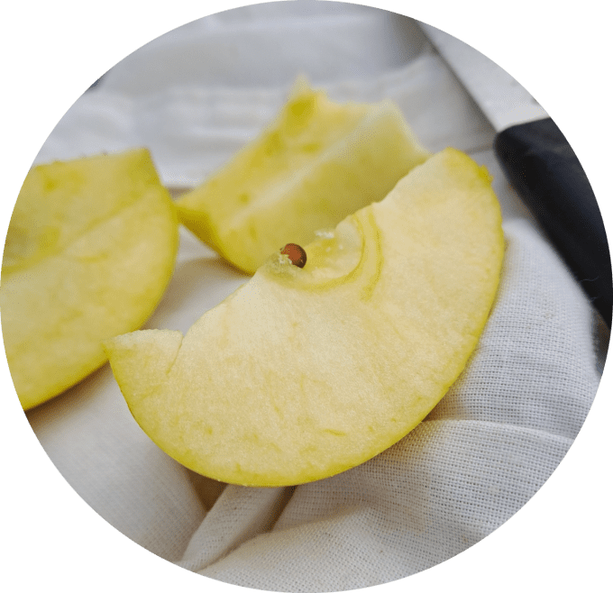Pommier Gold rush