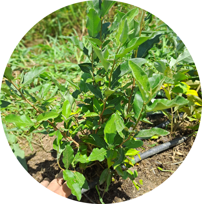 Goumi du Japon (Éléagnus multiflora)