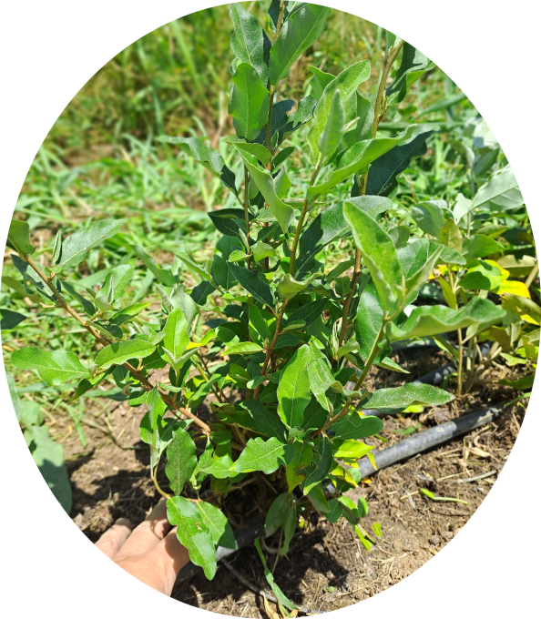 Goumi du Japon (Éléagnus multiflora)