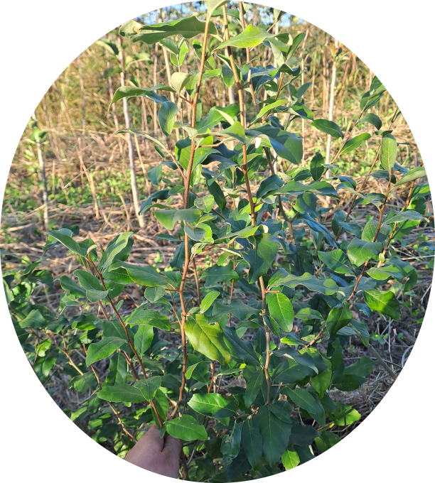 Goumi du Japon (Éléagnus multiflora)