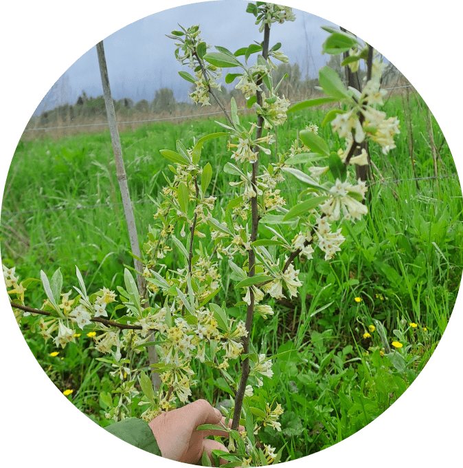 Goumi du Japon (Éléagnus multiflora)