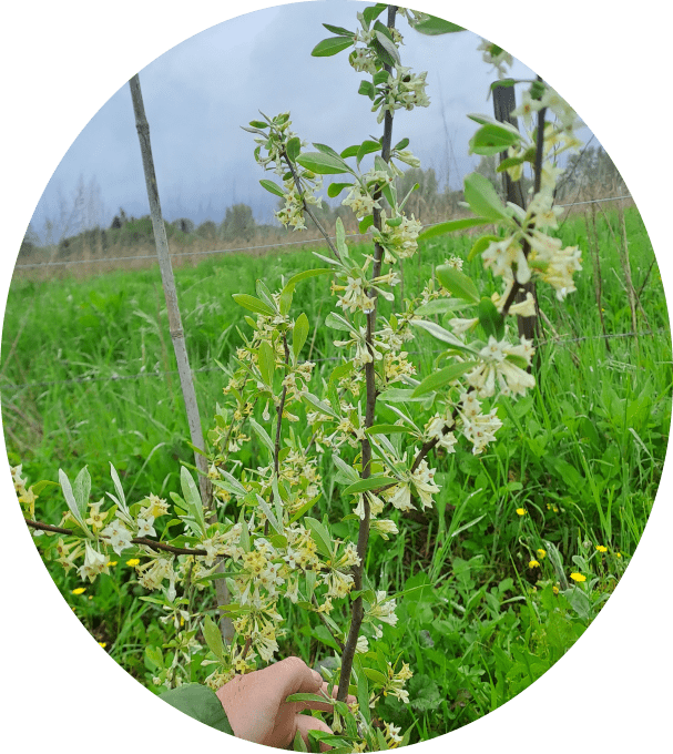 Goumi du Japon (Éléagnus multiflora)