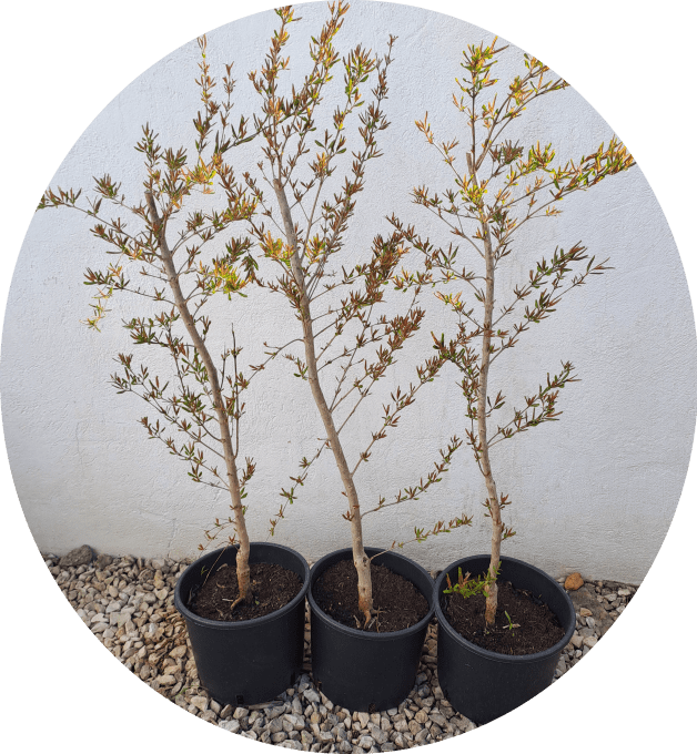 Grenadier Mollar de Elche (Punica granatum)