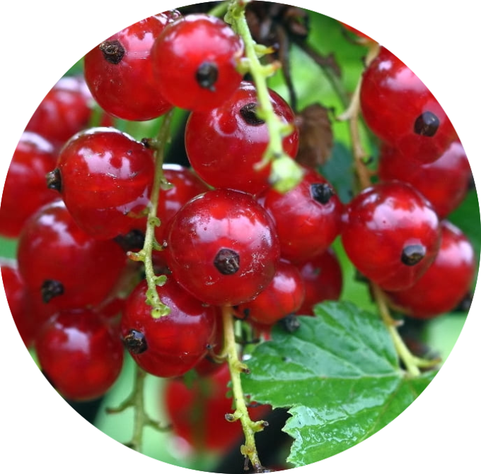 Groseillier 'junifer'