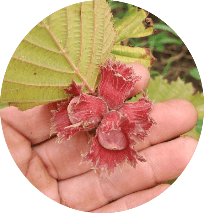 Noisetier 'rouge de zeller'