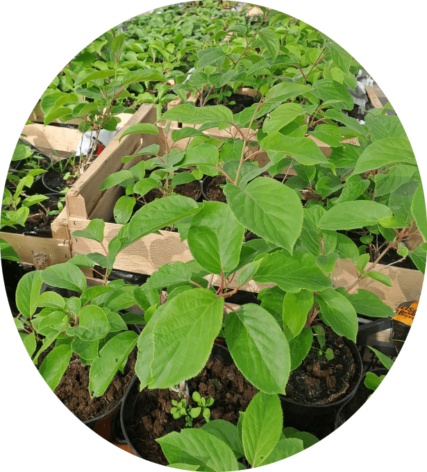 Kiwai autofertile 'issaï' (Actinidia arguta)