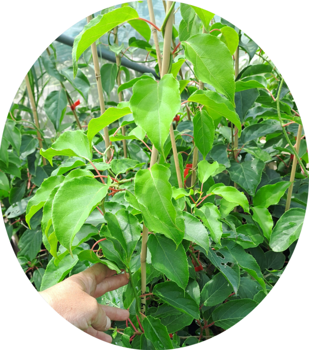 Kiwai autofertile 'issaï' (Actinidia arguta)