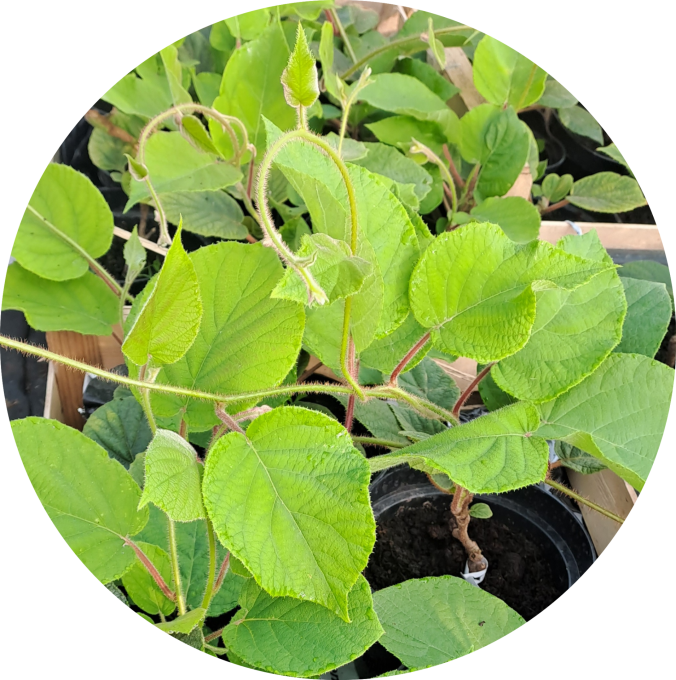 Kiwi femelle 'hayward' (Actinidia chinensis)