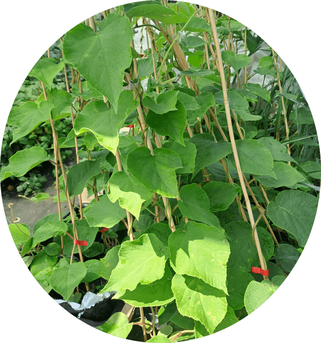 Kiwi femelle 'hayward' (Actinidia chinensis)