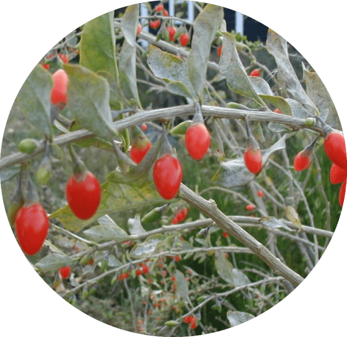 Baie de Goji, Lyciet commun