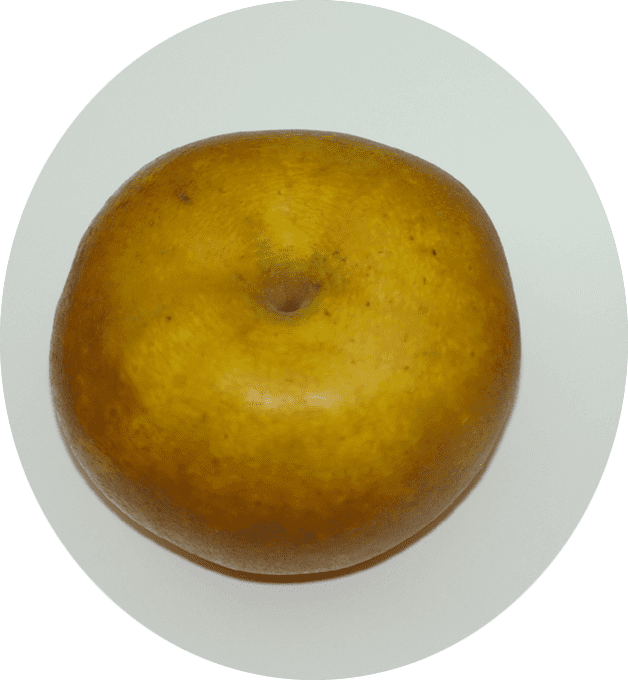 Pommier reinette Clochard