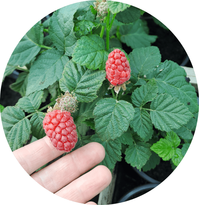 Mûroise 'Tayberry'