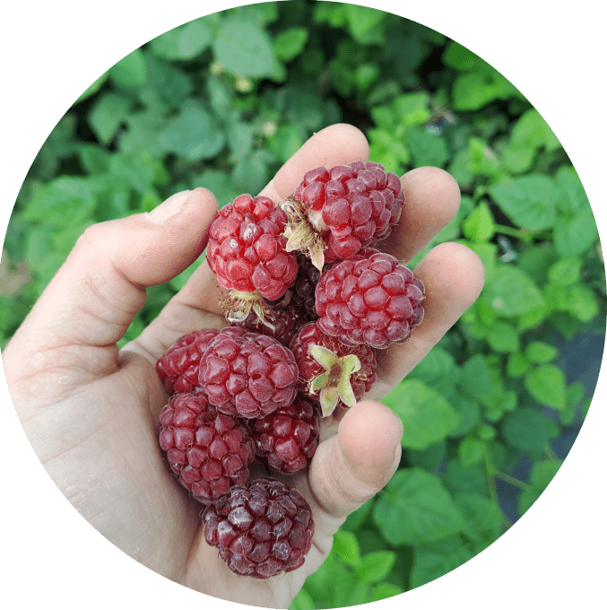 Mûroise 'Tayberry'